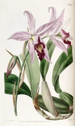 Laelia anceps